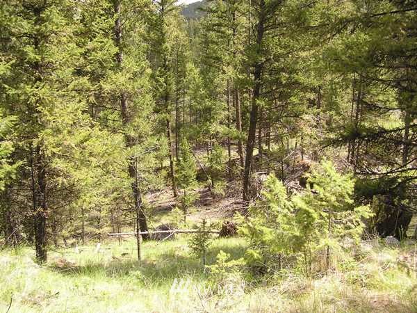 6-tbd Squirrel Road Tonasket, WA 98855 - Photo 9 of 9