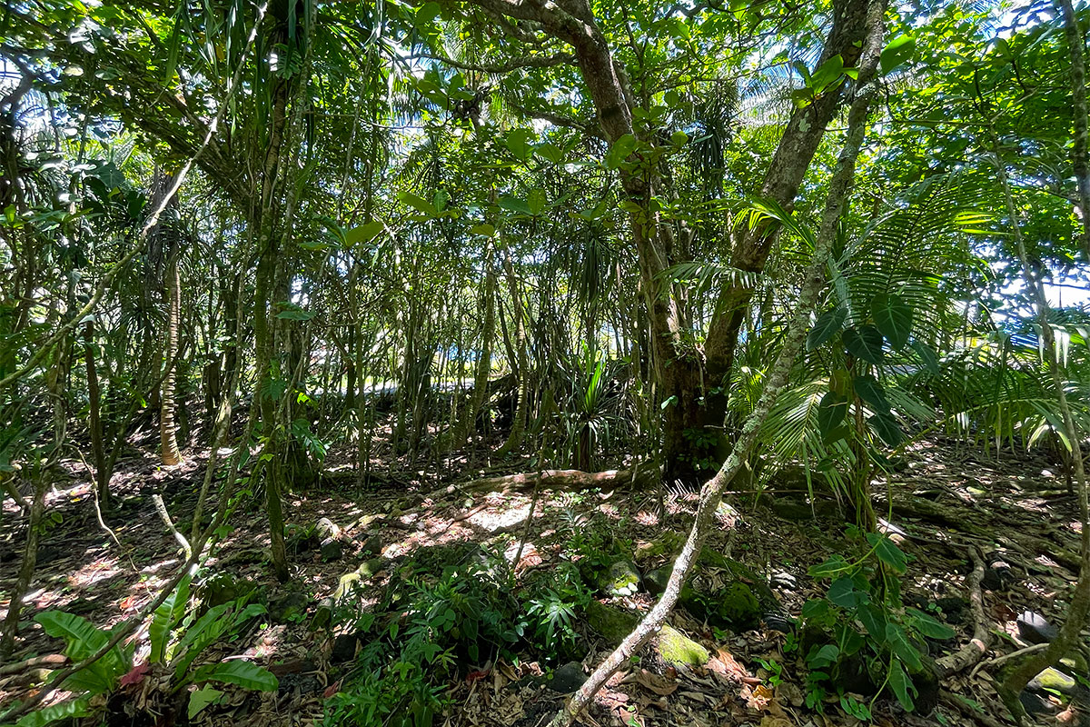 81 Government Beach Road Pahoa, HI 96778 - Photo 12 of 30
