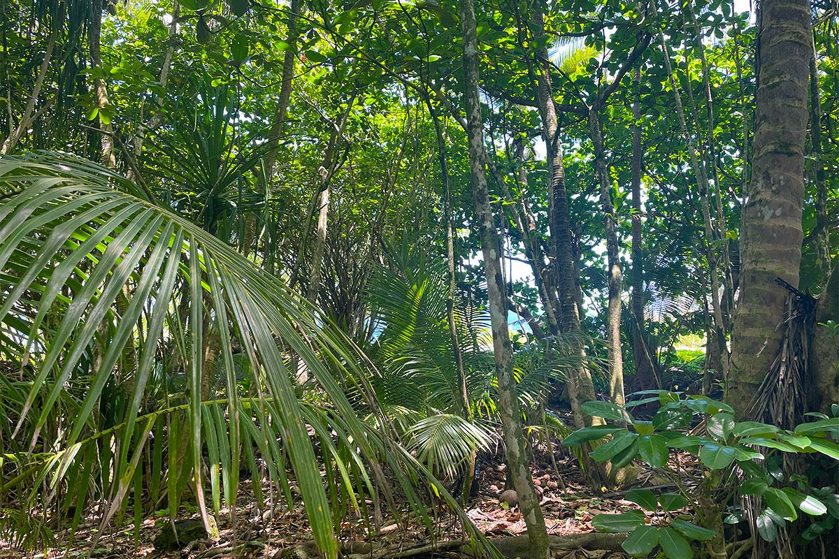 81 Government Beach Road Pahoa, HI 96778 - Photo 13 of 30