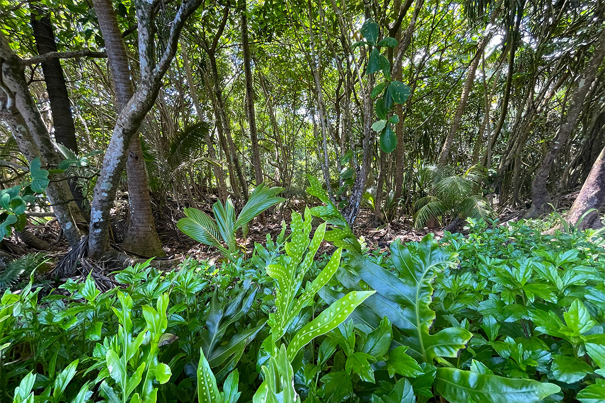 81 Government Beach Road Pahoa, HI 96778 - Photo 17 of 30