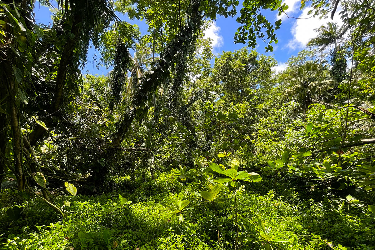 81 Government Beach Road Pahoa, HI 96778 - Photo 18 of 30