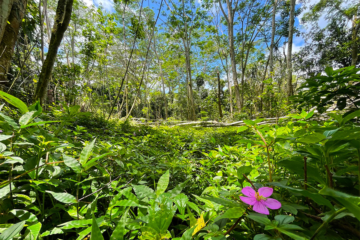 81 Government Beach Road Pahoa, HI 96778 - Photo 19 of 30