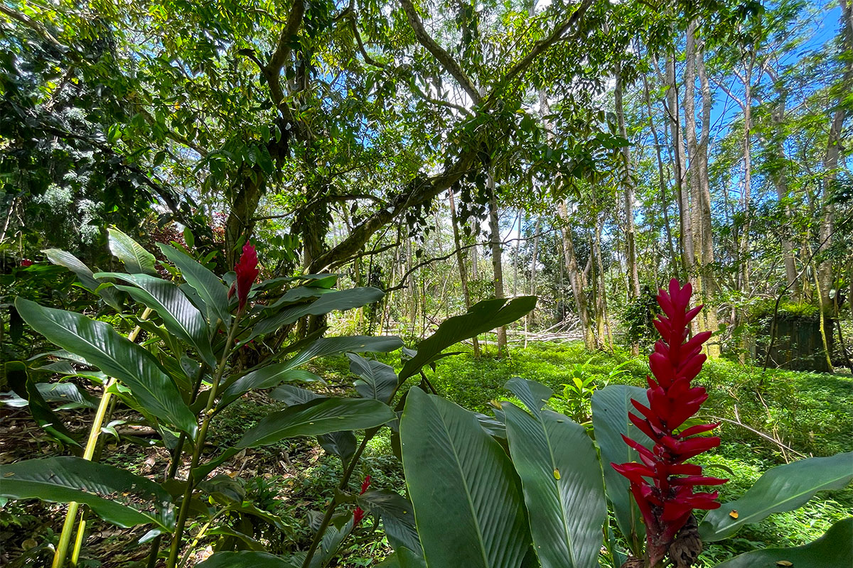 81 Government Beach Road Pahoa, HI 96778 - Photo 20 of 30