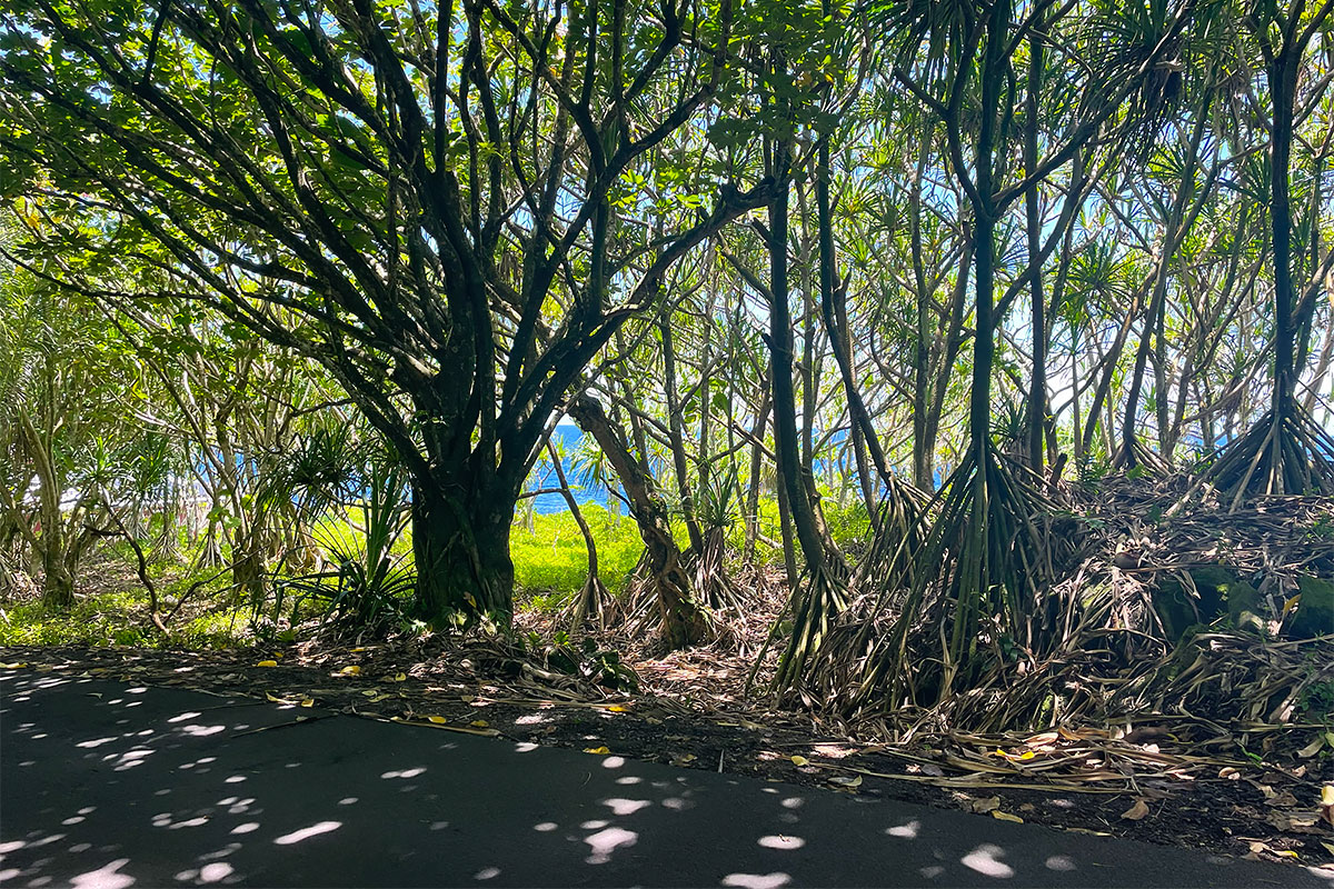 81 Government Beach Road Pahoa, HI 96778 - Photo 10 of 30
