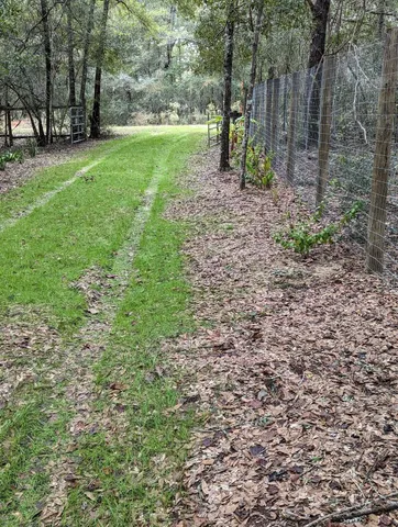 a view of a tree in a garden