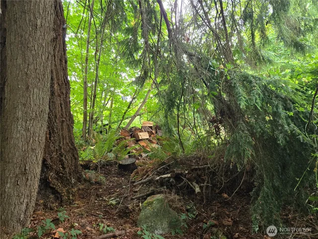 a view of a lush green forest