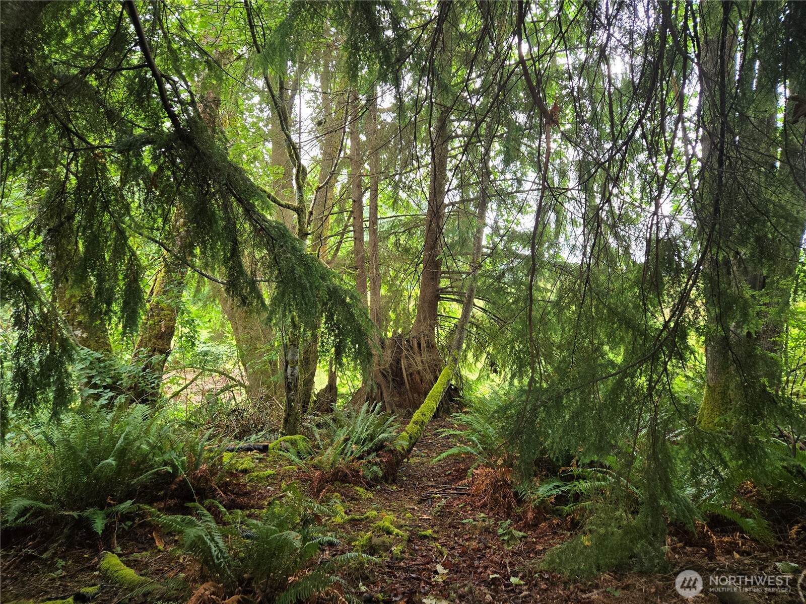 32609 Northeast 195th Street Duvall, WA 98019 - Photo 14 of 24 a view of a lush green forest
