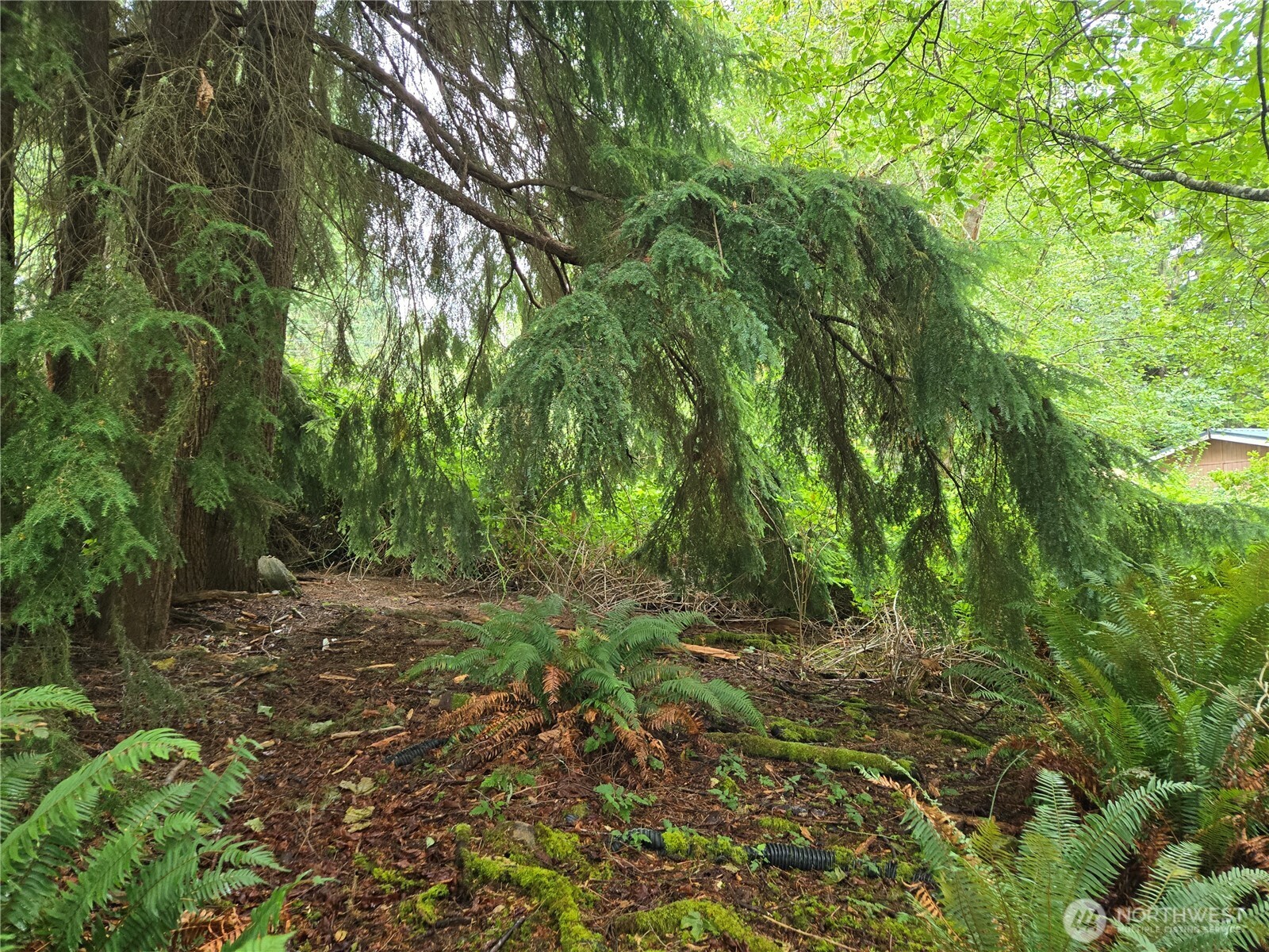 32609 Northeast 195th Street Duvall, WA 98019 - Photo 16 of 24 a big yard with lots of green space and trees