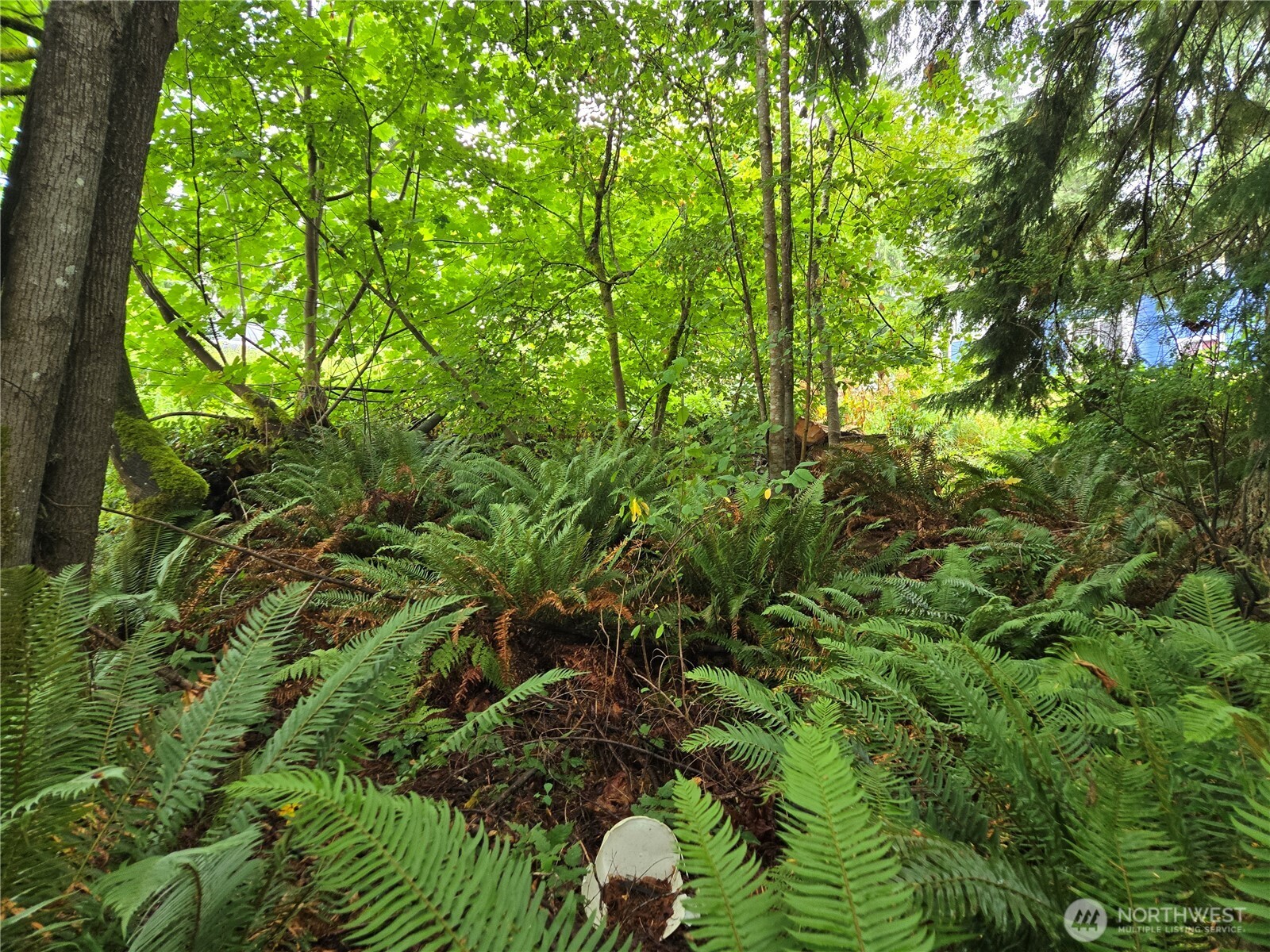 32609 Northeast 195th Street Duvall, WA 98019 - Photo 17 of 24 a view of a garden