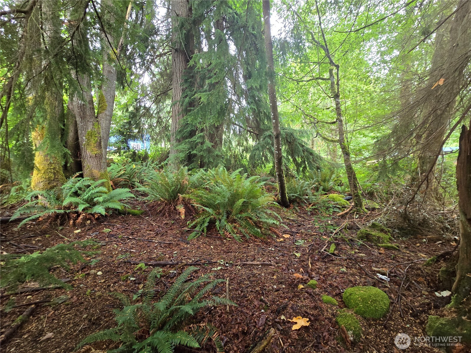 32609 Northeast 195th Street Duvall, WA 98019 - Photo 18 of 24 a backyard of a house with lots of green space