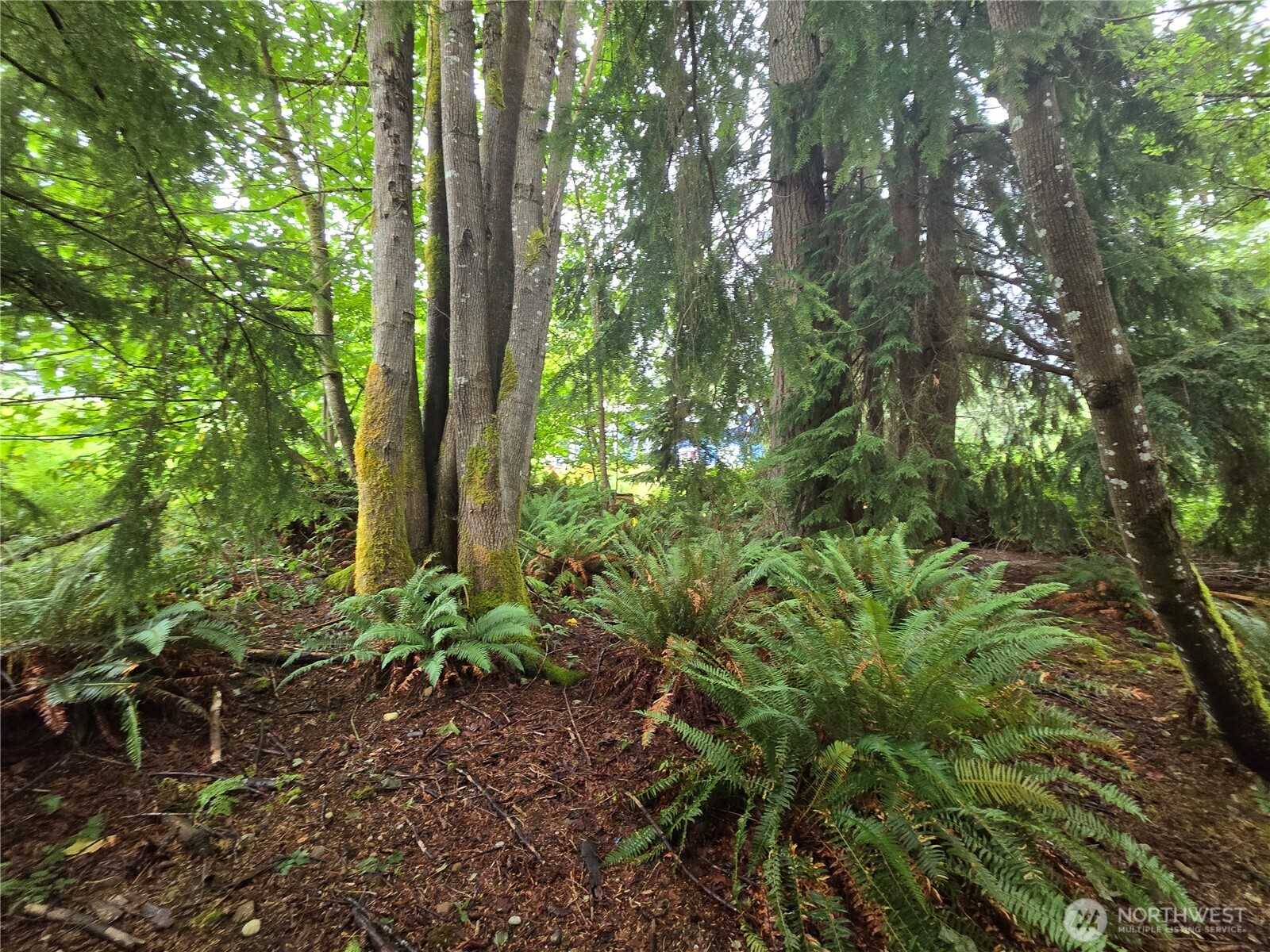 32609 Northeast 195th Street Duvall, WA 98019 - Photo 20 of 24 a view of a garden
