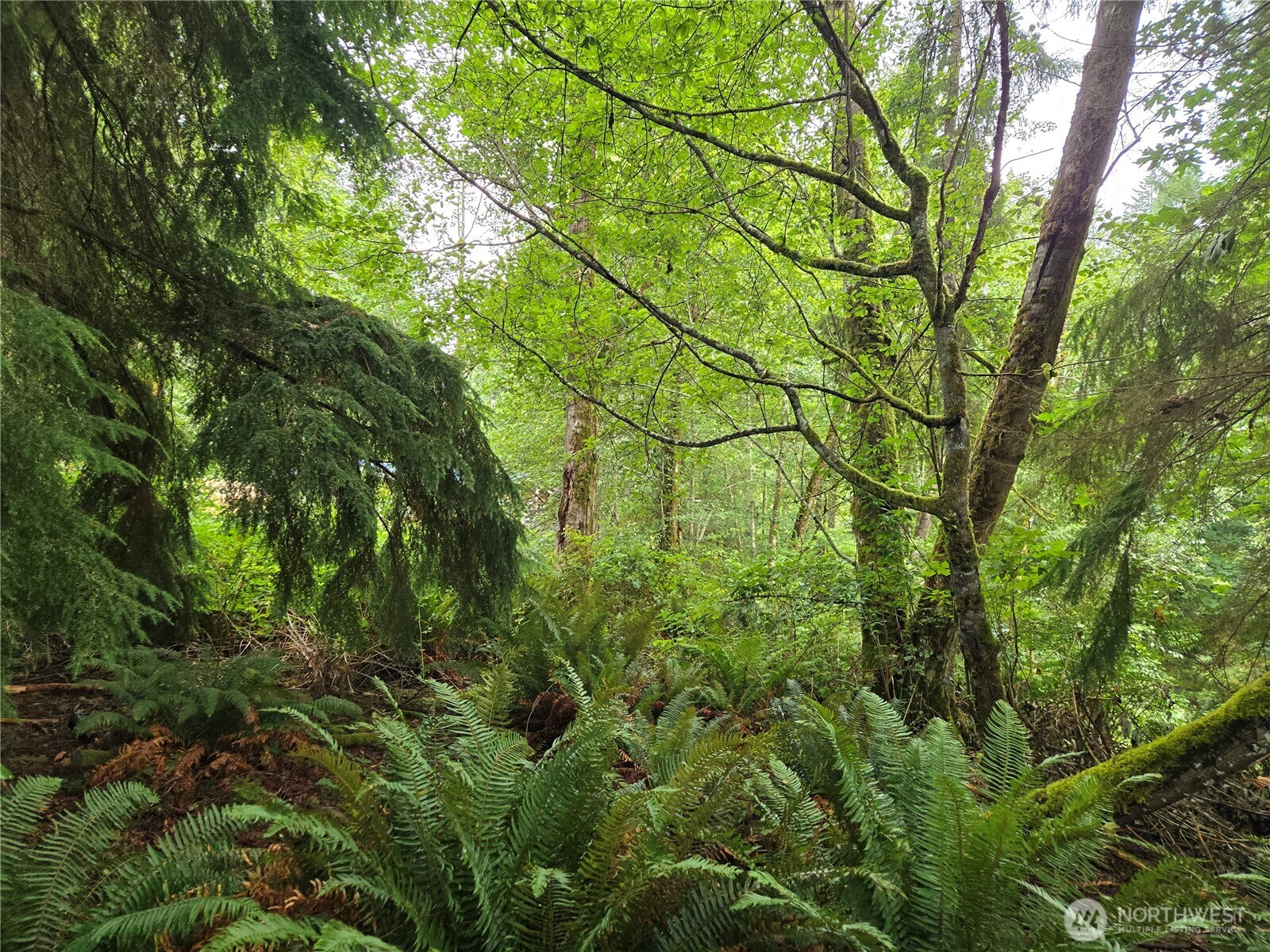 32609 Northeast 195th Street Duvall, WA 98019 - Photo 21 of 24 a view of a yard