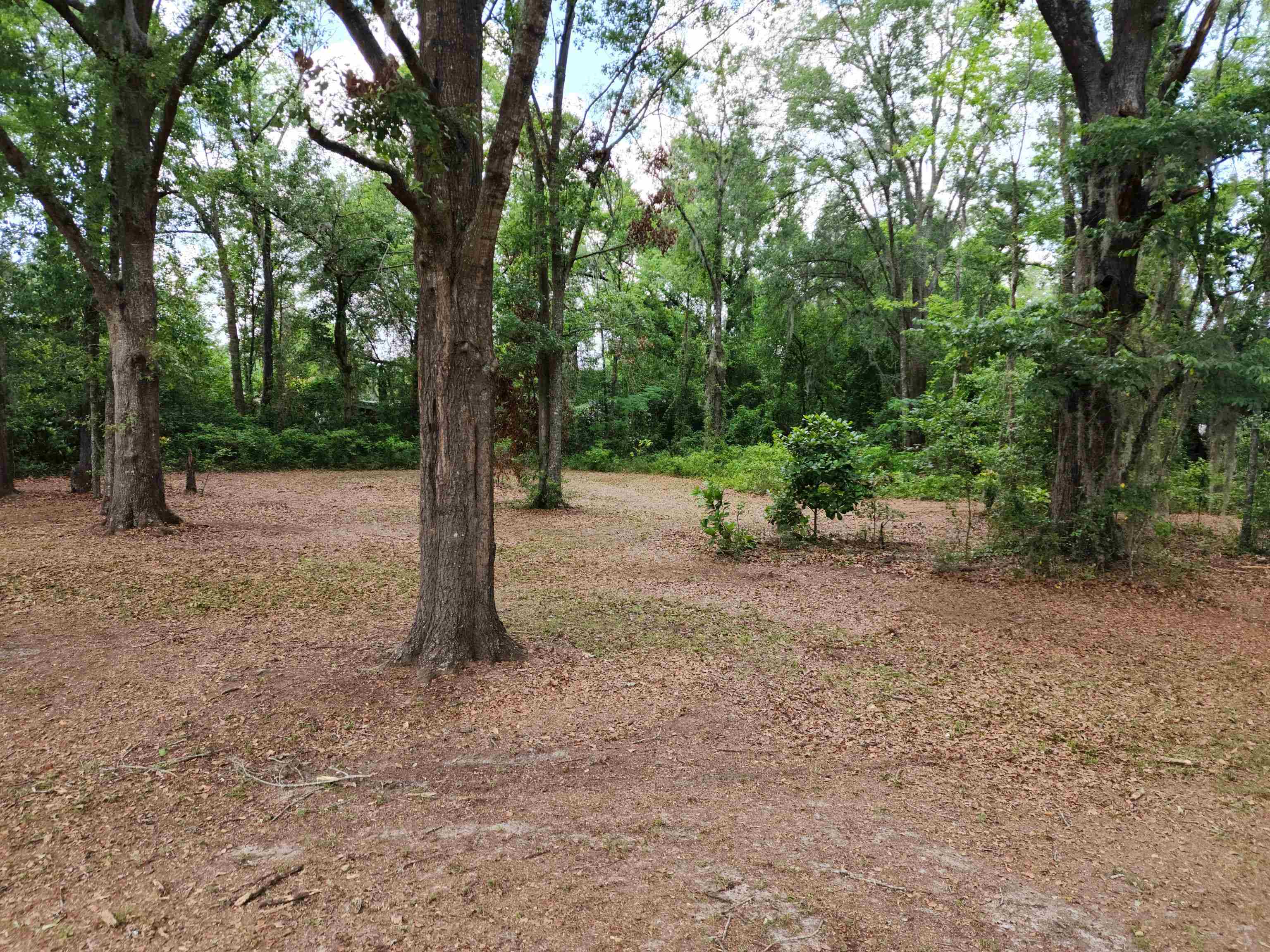 8431 Walden Road Jacksonville, FL 32244 - Photo 11 of 29 a view of a forest with trees in the background