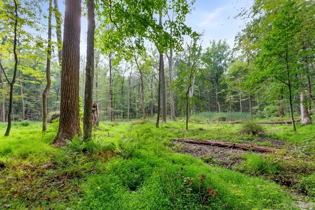 a view of lush green forest