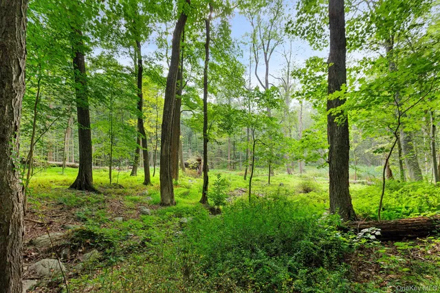 a view of a yard with plants and trees