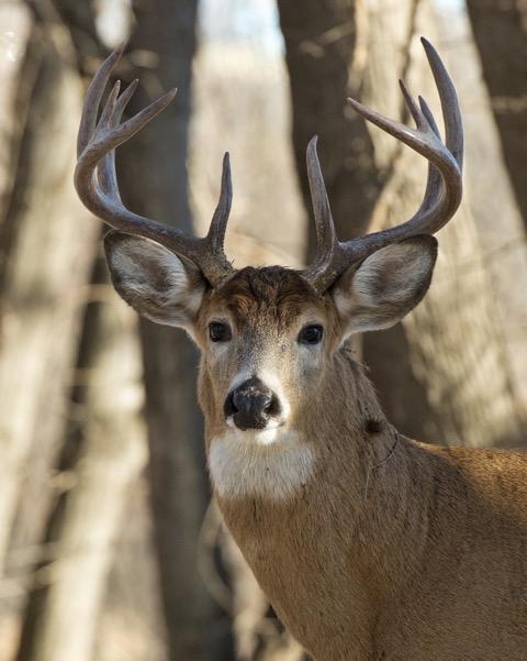 80 Fox Hollow Road Dunlap, TN 37327 - Photo 11 of 19 deer