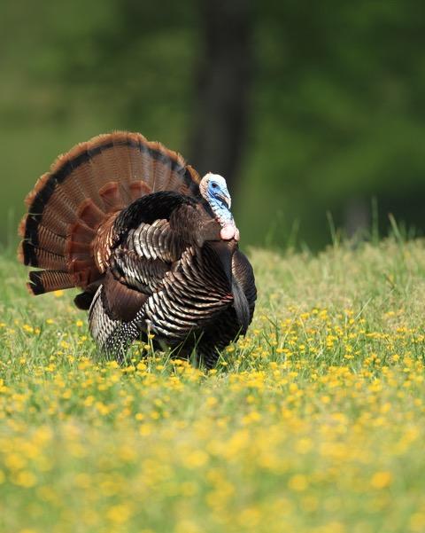 80 Fox Hollow Road Dunlap, TN 37327 - Photo 12 of 19 turkey
