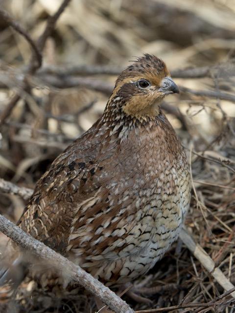 80 Fox Hollow Road Dunlap, TN 37327 - Photo 13 of 19 quail