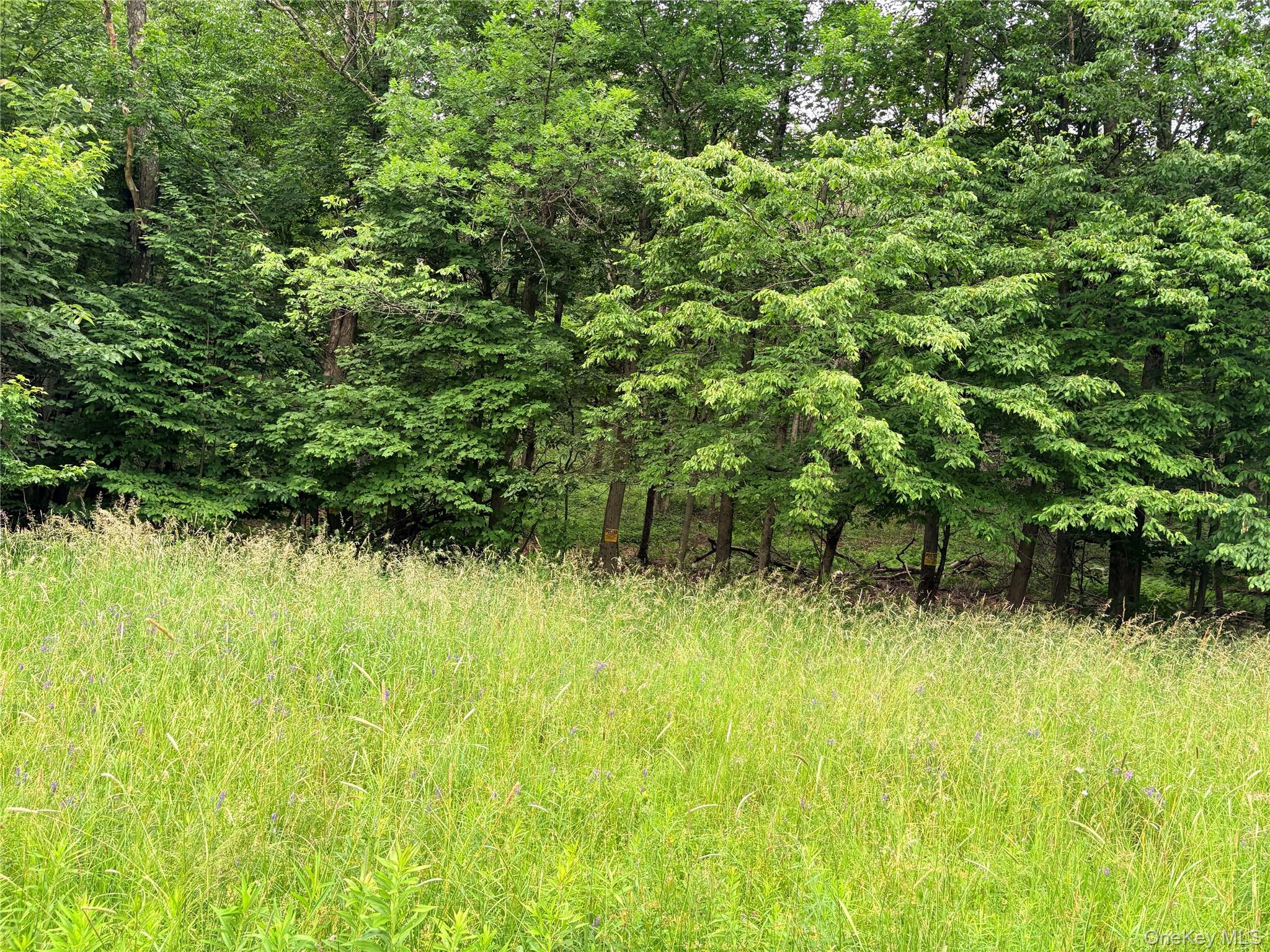 84 T R Fremont Center, NY 12736 - Photo 2 of 3 Expansive field of natural grasses bordered by mature deciduous trees