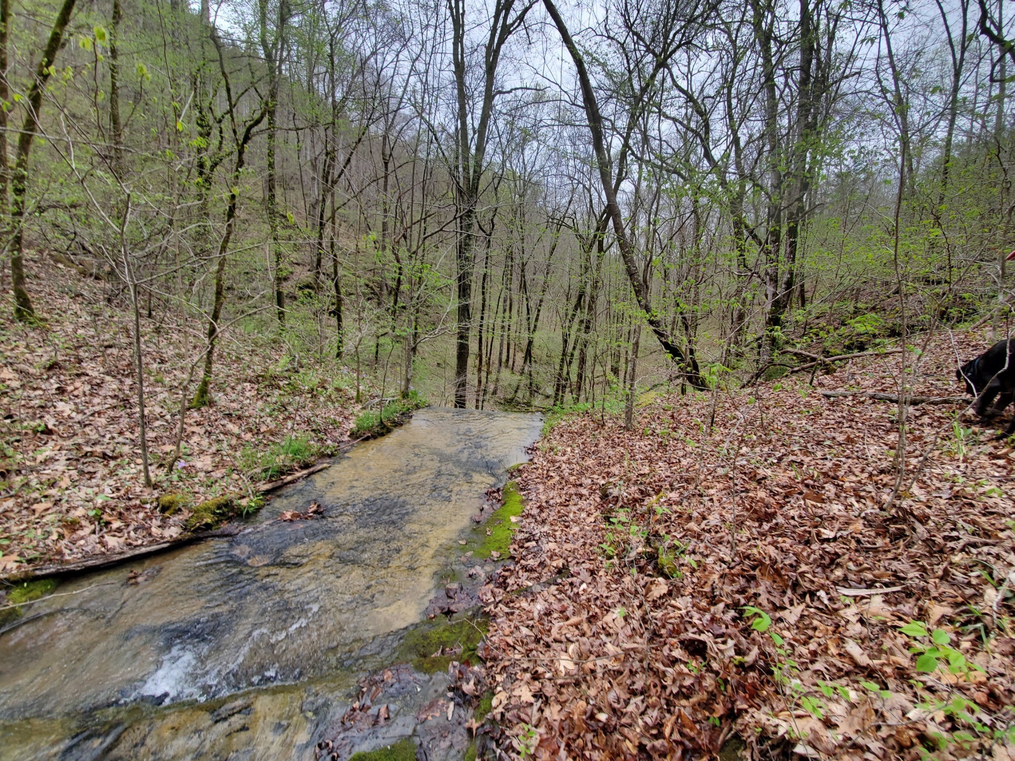6004 Old Hohenwald Road Linden, TN 37096 - Photo 1 of 39 Gallery Image 1
