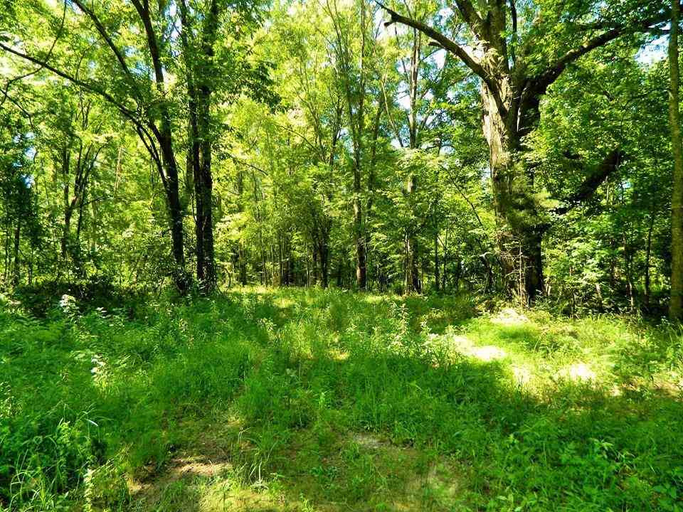 0 Doyle Road Camden, MS 39045 - Photo 4 of 5 Photo 4