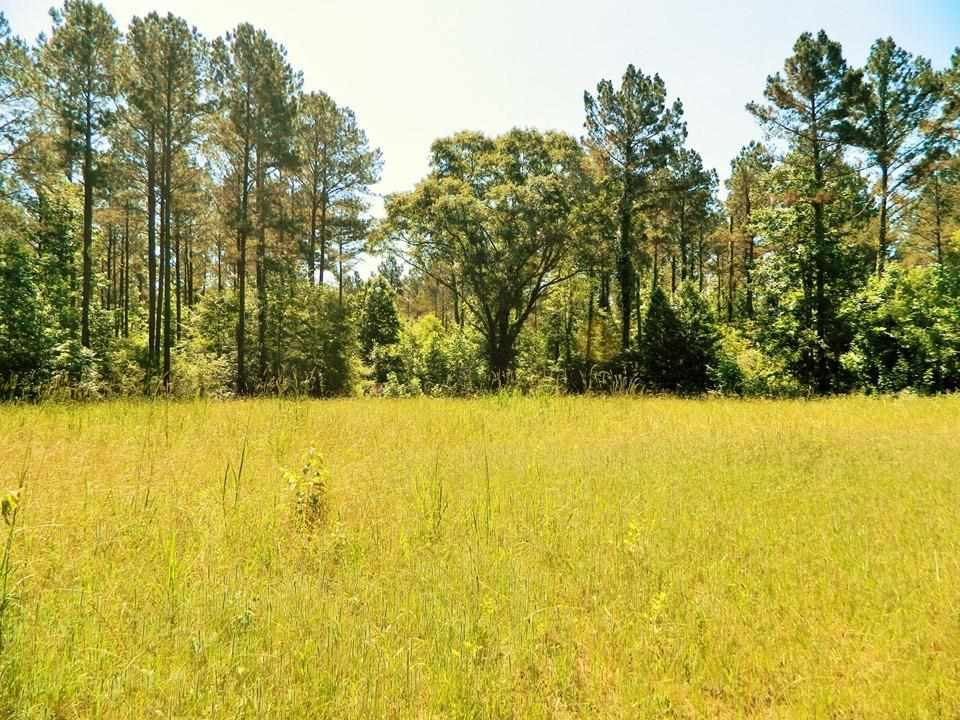 0 Doyle Road Camden, MS 39045 - Photo 5 of 5 Photo 5