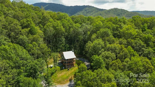 a view of a forest with a tree