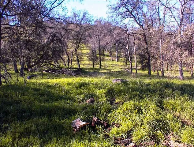 a view of yard with swimming pool and green space
