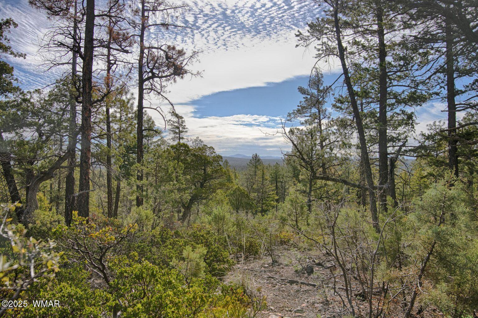 3350 West Rim Road, Unit 4 Lakeside, AZ 85929 - Photo 2 of 8 a view of a forest with a yard