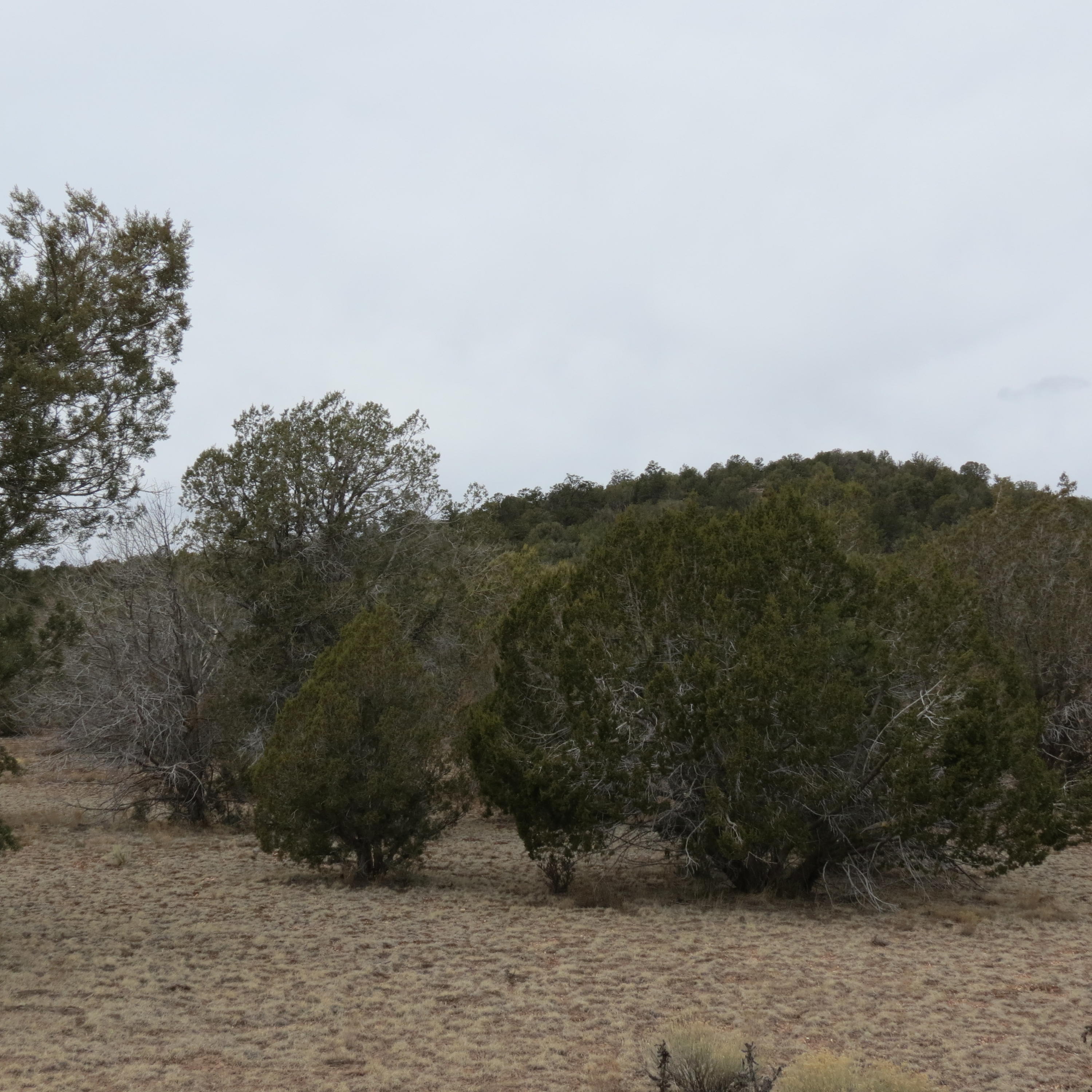 0 North Rancheria Road Seligman, AZ 86337 - Photo 4 of 8 IMG_6313