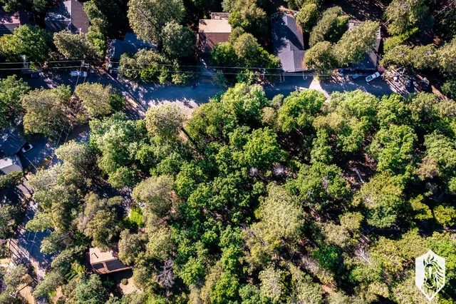 a view of a tree in a yard
