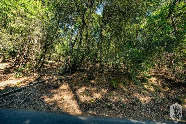 a view of a forest with trees in front of it