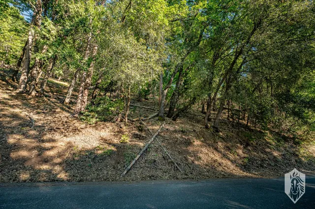 a view of forest space