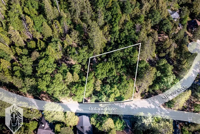 a view of a tree with a plant