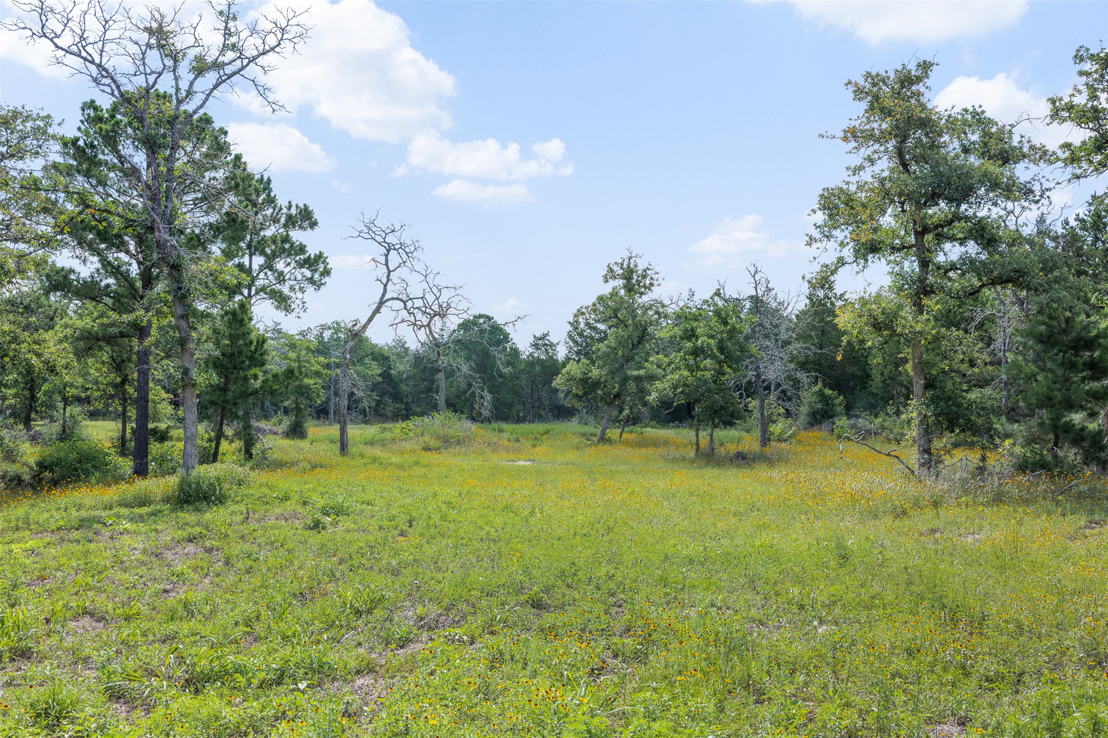 305 Cistern Road Rosanky, TX 78953 - Photo 4 of 13 A verdant, open field surrounded by a diverse array of mature trees, offering a tranquil natural setting.