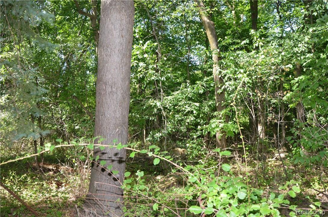 5640 Commerce Road West Bloomfield, MI 48324 - Photo 9 of 22 REAR YARD VIEW INTO MARSHBANK PARK