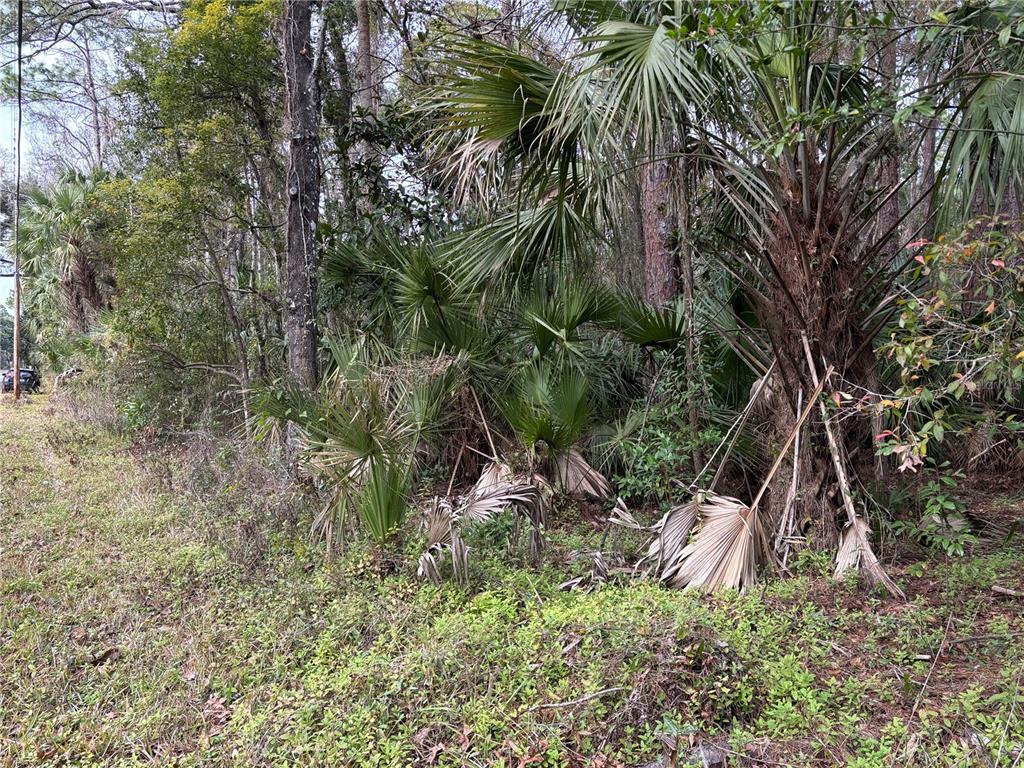 3315 South Michigan Boulevard Homosassa, FL 34448 - Photo 6 of 8