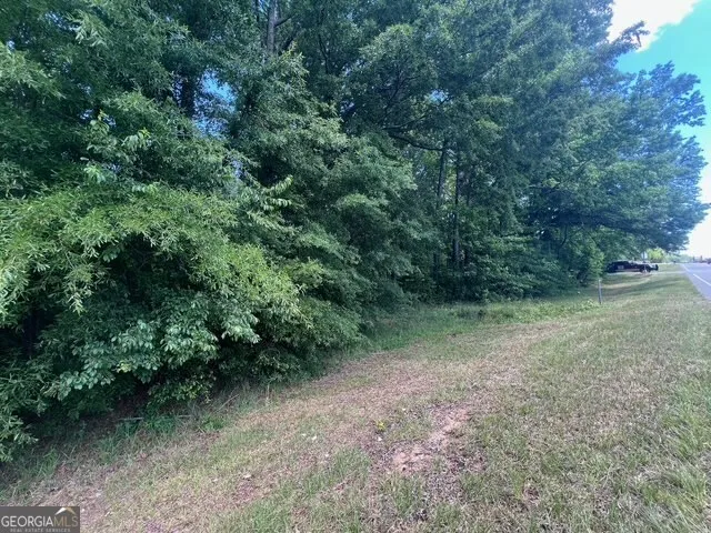 a view of a forest with a tree