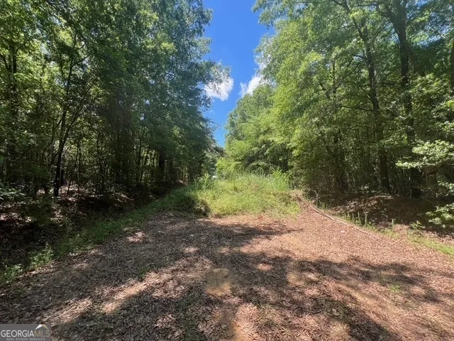 a view of a forest with trees