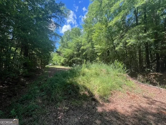 a view of a lush green forest