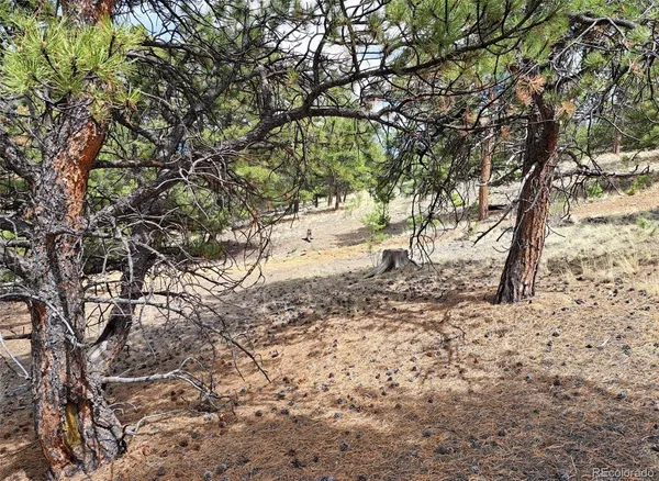 a view of a yard with plants and trees