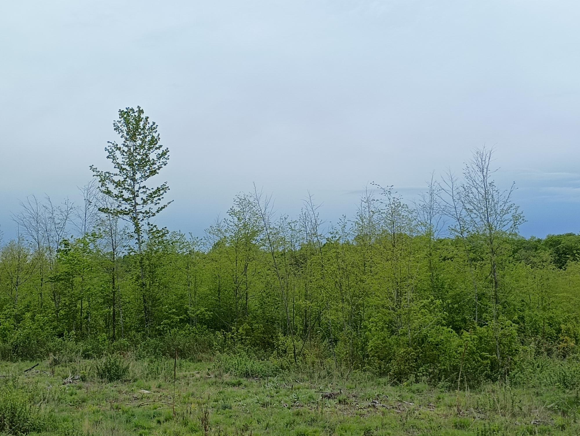 Ac Off New Shanagolden Road, Unit 39 98 / Butternut, WI 54514 - Photo 1 of 26 Gallery Image 1