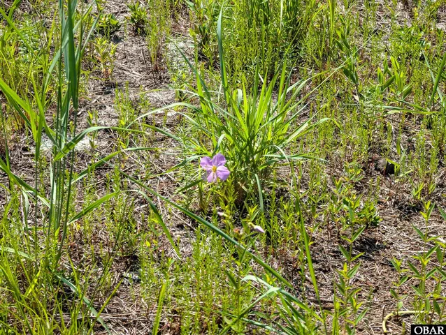 $79,900 | 2366 Swan Island Road, Corolla, NC 27927