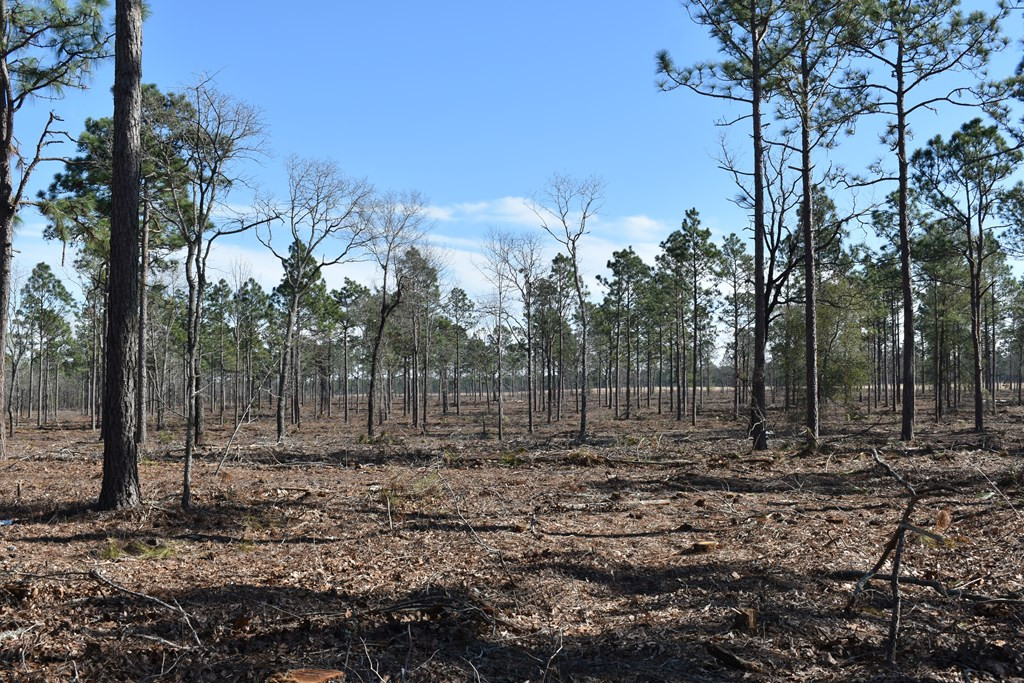 Lot 3-4) Lot 3-4) State Park Road Windsor, SC 29856 - Photo 3 of 8