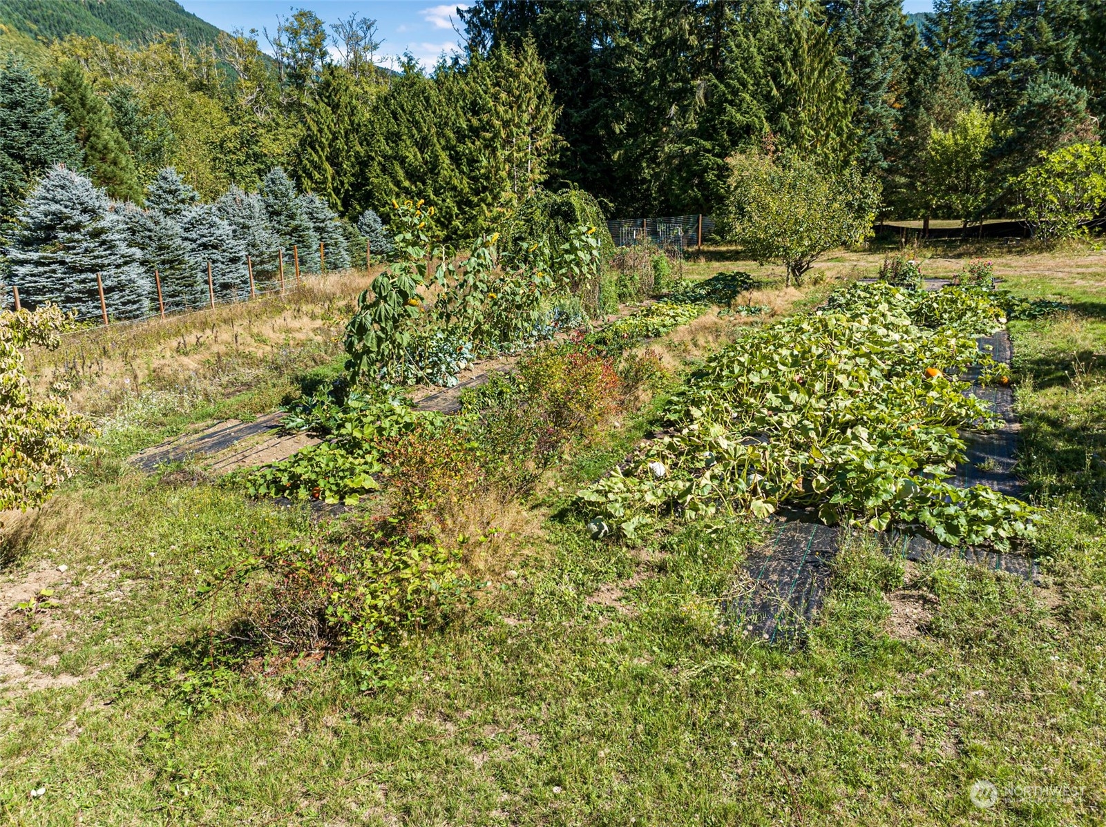 118 Dodge Road Morton, WA 98356 - Photo 34 of 40 Gallery Image 34