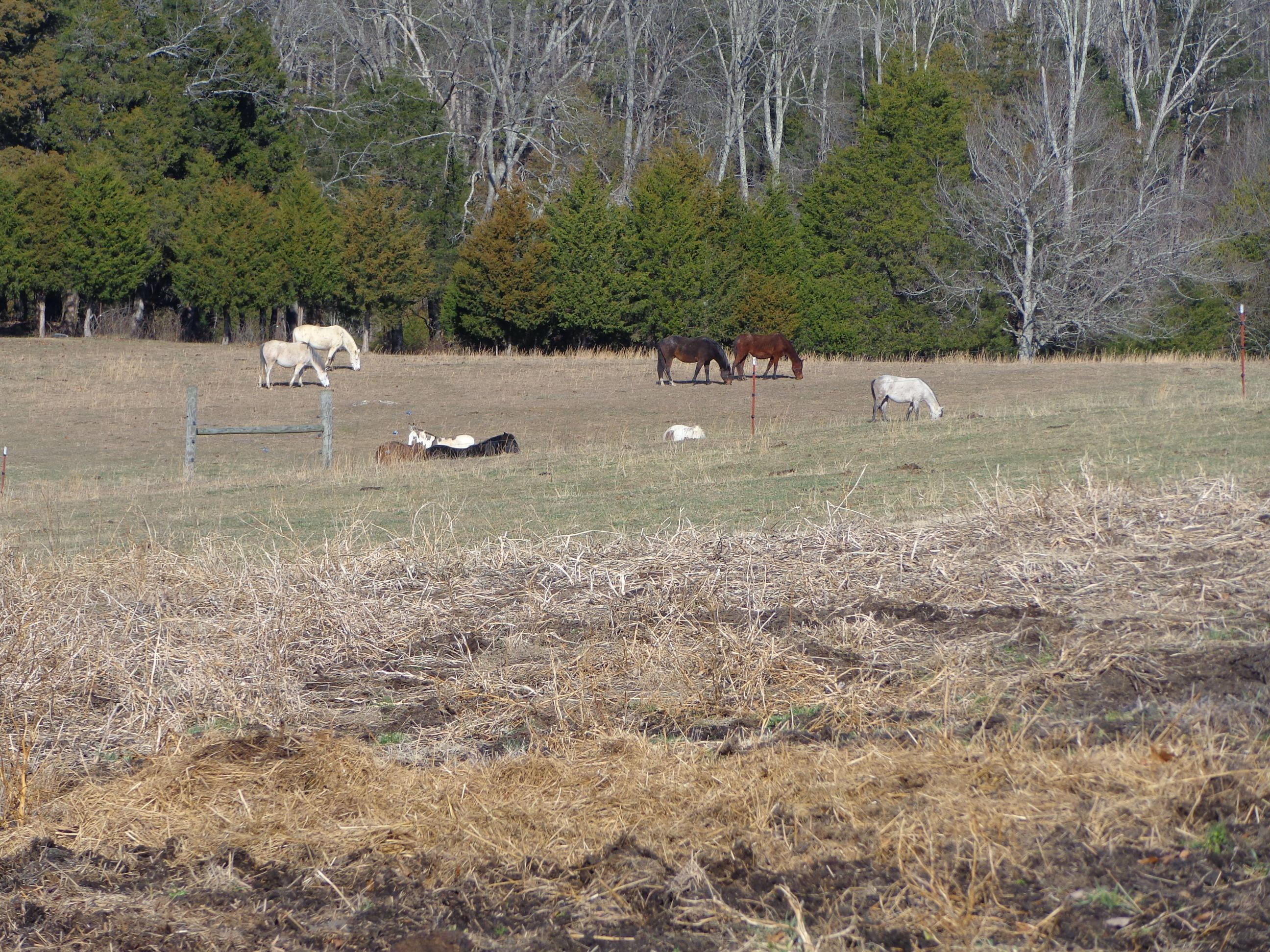 1188 Talbott-Kansas Road Talbott, TN 37877 - Photo 12 of 40 talbott kansas project (17)