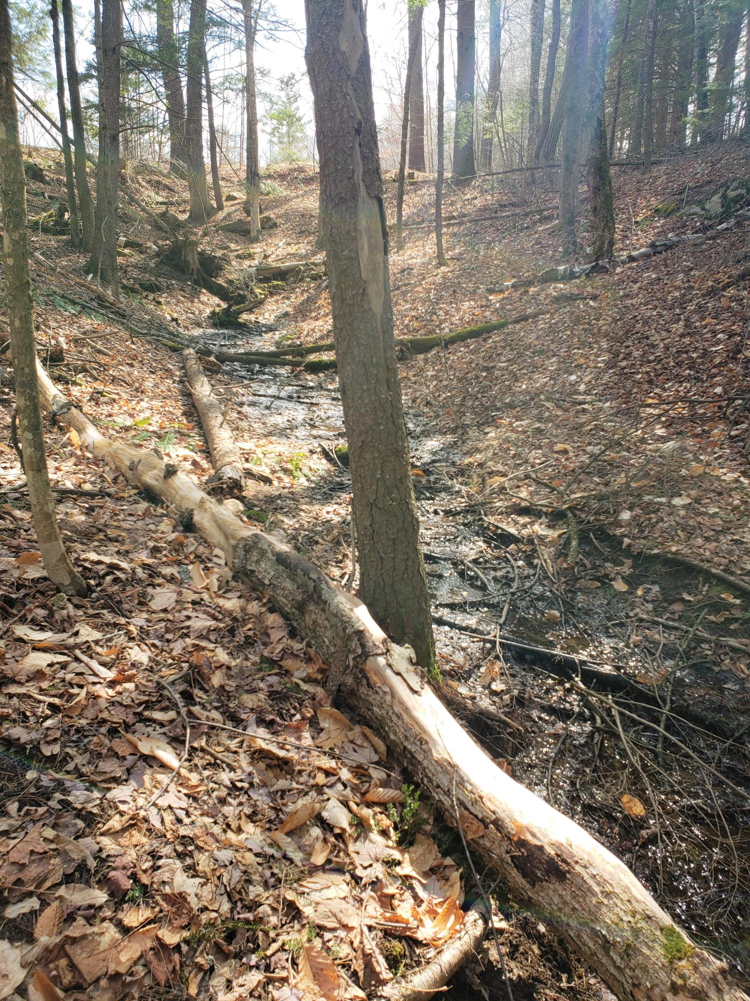 229 Tuttle Road Pownal, ME 04069 - Photo 41 of 41 trail with brook
