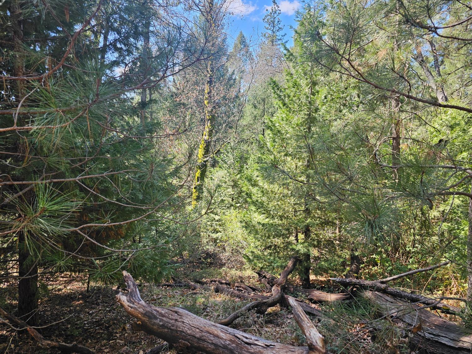 19344 Louis Road Grass Valley, CA 95945 - Photo 25 of 54