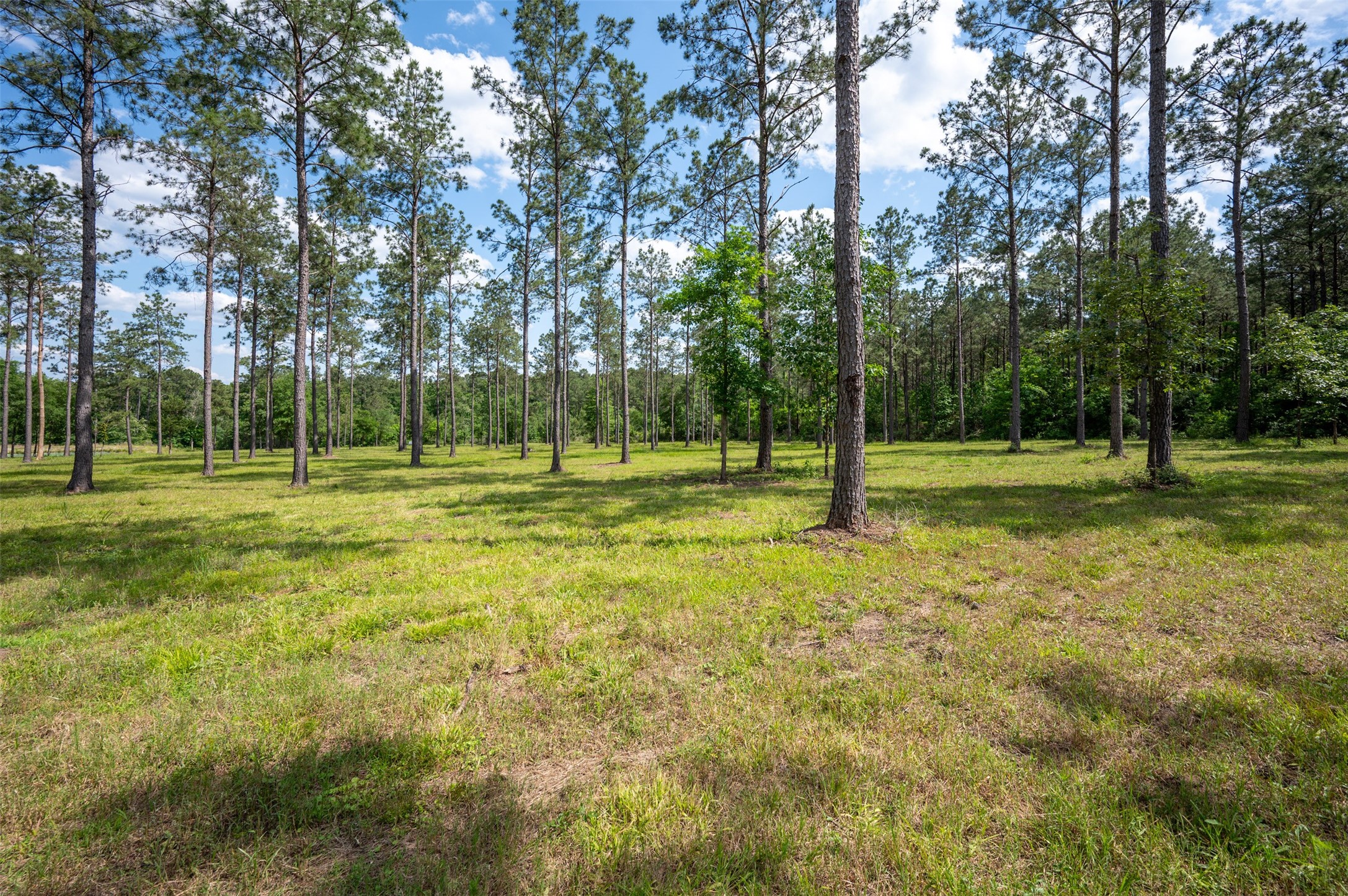 1068 County Road 3200 Colmesneil, TX 75938 - Photo 37 of 43 a view of a park with large trees