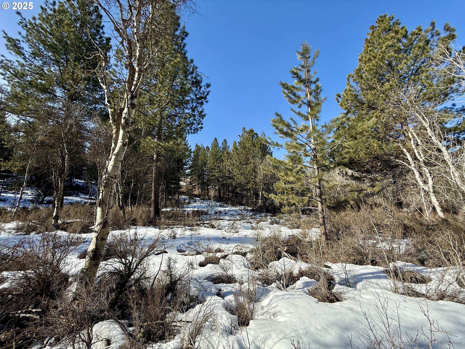 a view of a dry yard with trees